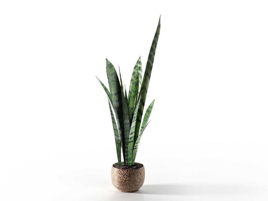 Best Indoor Plants for New York City Apartments